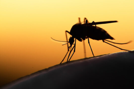 Transgenic fungus rapidly killed malaria mosquitoes in West African study