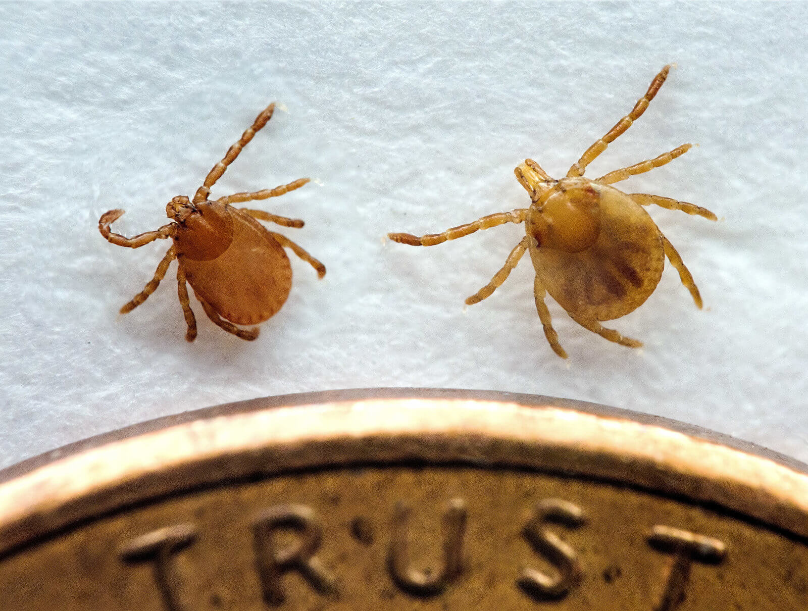 Asia's Longhorned Tick Takes Its First Documented Bite In The U.S.