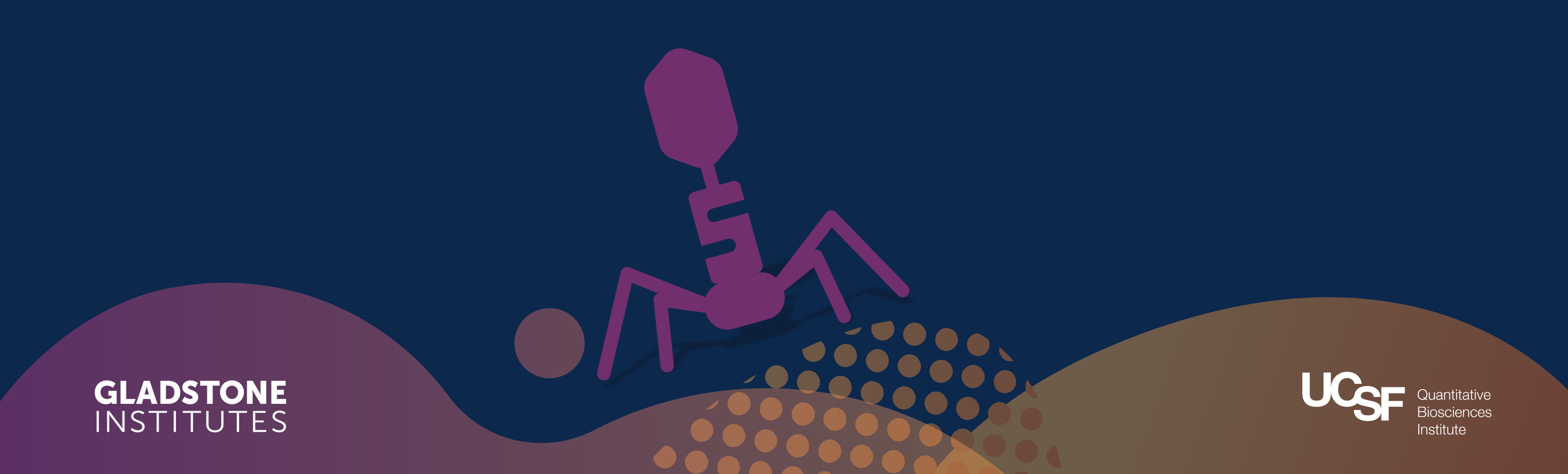 Probing Vulnerabilities in the Bacterial Outer Membrane with Phages