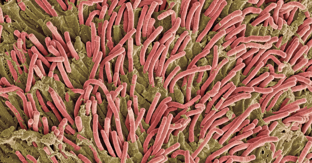 Why Is This Bacterium Hiding in Human Tumors?